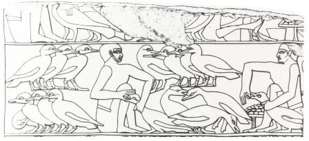 Une fresque gyptienne montrant le gavage des palmipdes